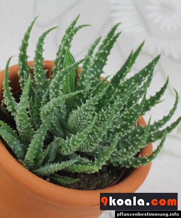 Aloe humilis