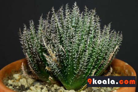 Haworthia-Leaved Aloe