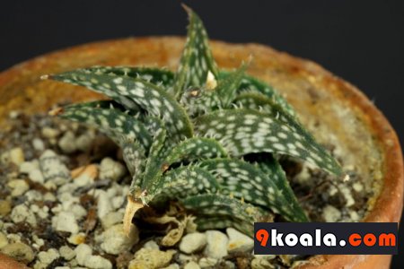 Aloe descoingsii