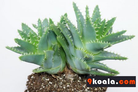 Aloe brevifolia