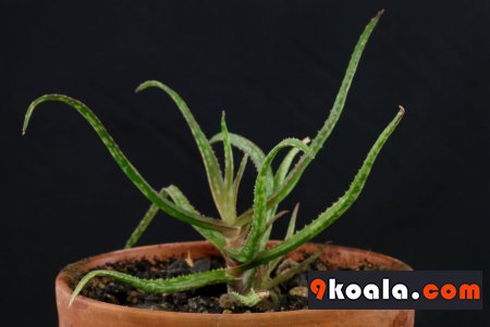 Aloe bakeri