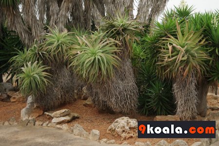 Aloe arborescens