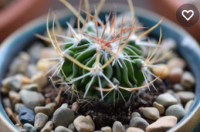 Stenocactus crispatus cactus