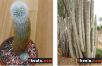 Cleistocactus strausii