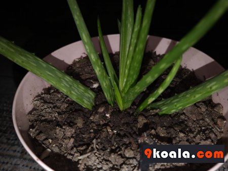 Aloe Vera