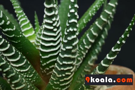 Haworthiopsis attenuata - Big Band