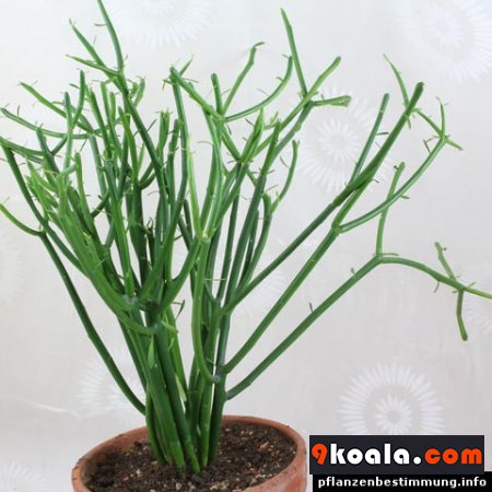 Euphorbia tirucalli
