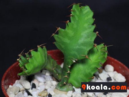 Euphorbia stellata
