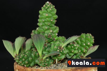 Euphorbia ritchiei