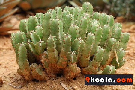 Euphorbia resinifera