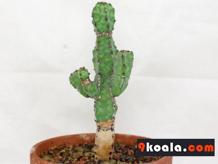 Euphorbia pseudocactus