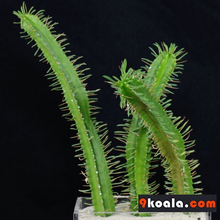 Euphorbia pentagona