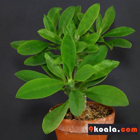 Euphorbia nivulia