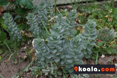 Euphorbia myrsinites