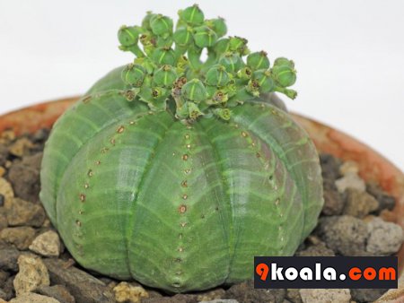 Euphorbia meloformis