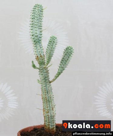 Euphorbia mammillaris - Variegata
