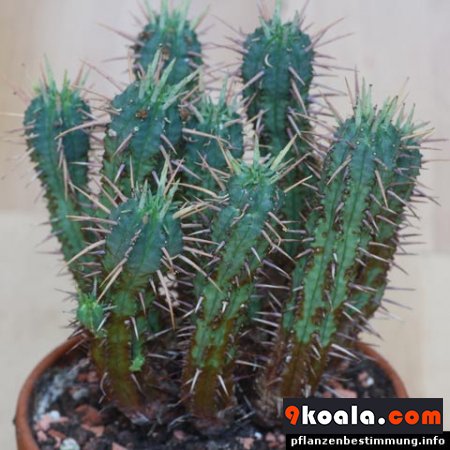 Euphorbia mammillaris