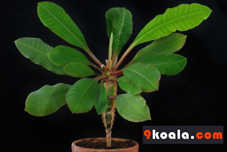 Euphorbia leuconeura