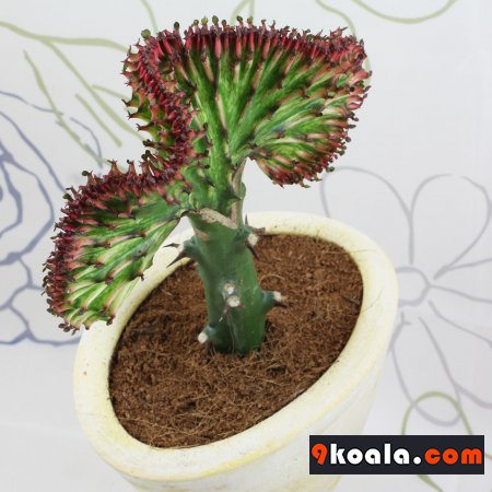 Euphorbia lactea - Cristata