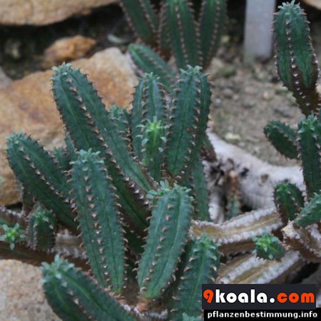 Euphorbia jansenvillensis