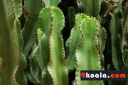 Euphorbia ingens