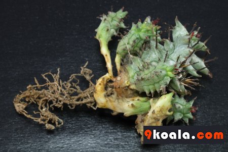 Euphorbia horrida - Monstrosa