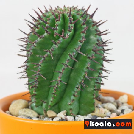 Euphorbia horrida
