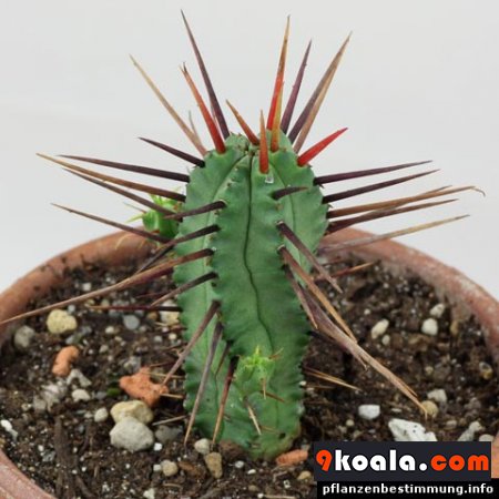 Euphorbia heptagona
