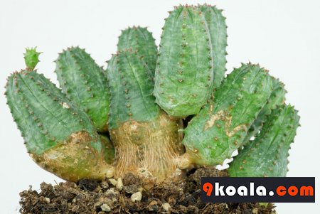 Euphorbia globosa × obesa