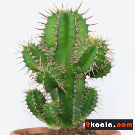 Euphorbia fruticosa