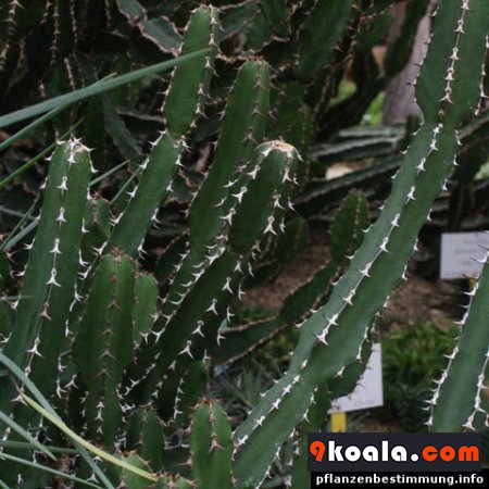Euphorbia franckiana
