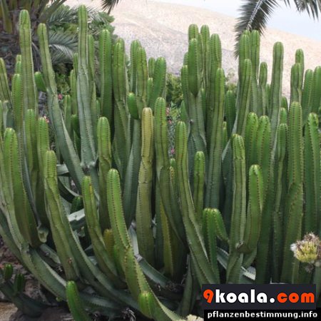 Euphorbia canariensis