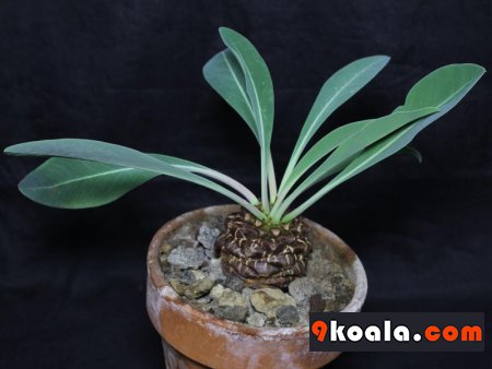Euphorbia bupleurifolia