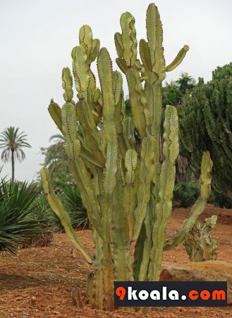 Euphorbia ammak - Variegata