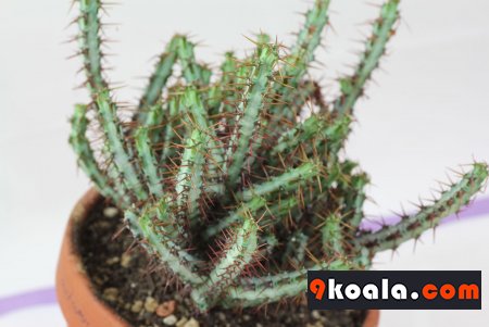 Euphorbia aeruginosa