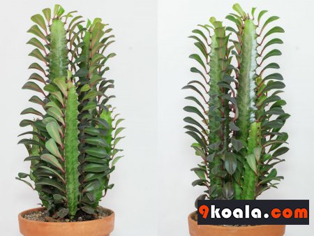 Euphorbia trigona