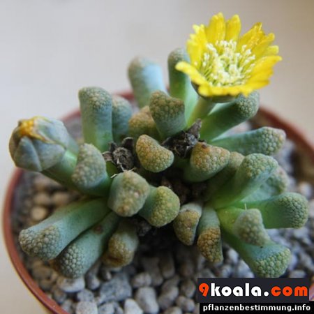 Titanopsis schwantesii