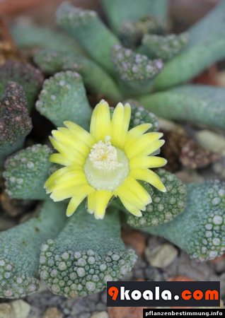 Titanopsis calcarea