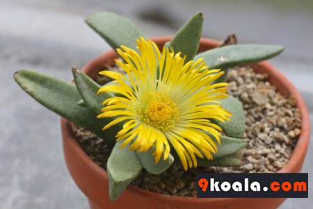 Pleiospilos compactus ssp. canus