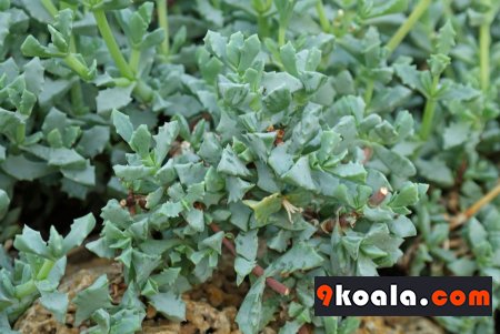 Oscularia deltoides