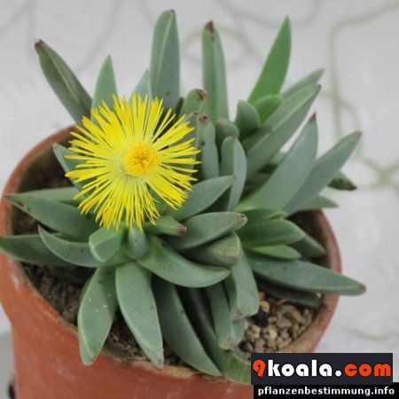 Machairophyllum bijlii bijliae