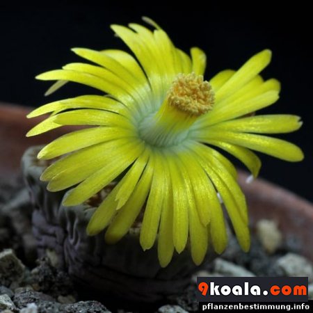 Lithops lesliei Cactus
