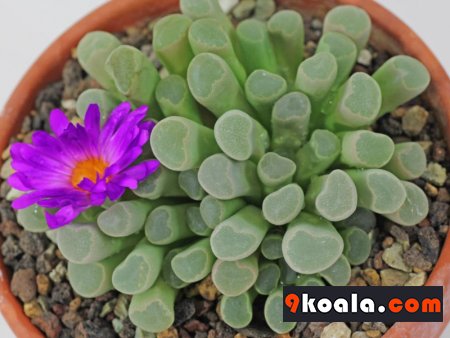 Lithops lesliei