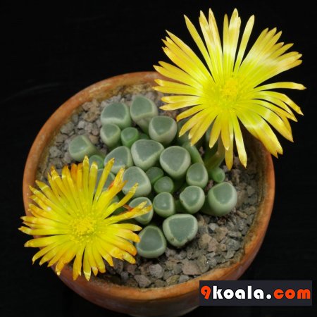 Fenestraria rhopalophylla ssp. aurantiaca