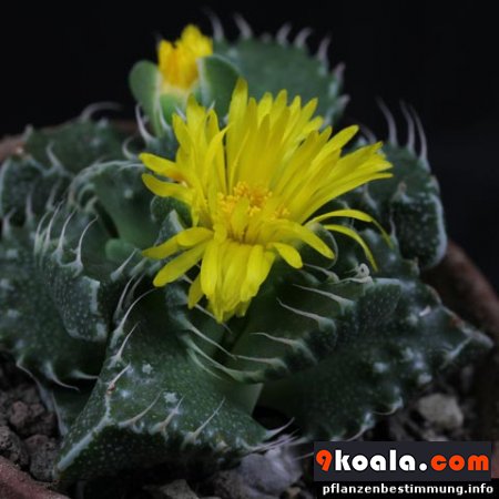 Faucaria tigrina