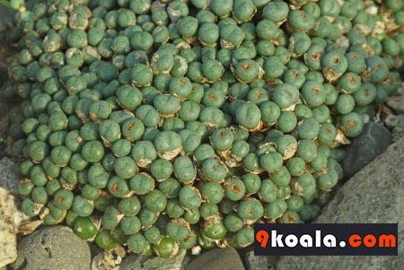 Conophytum minutum