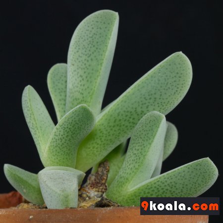 Cheiridopsis purpurea