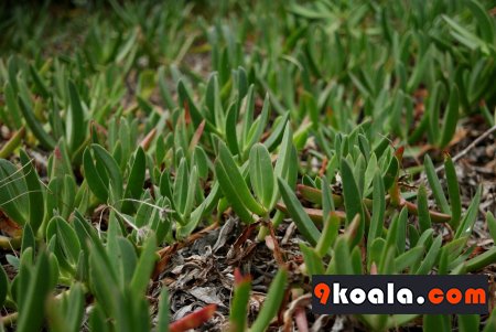 Carpobrotus acinaciformis
