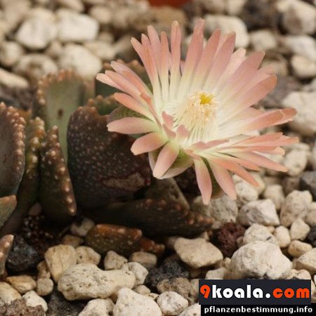 Aloinopsis malherbei