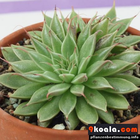 Graptoveria “Silver Star”